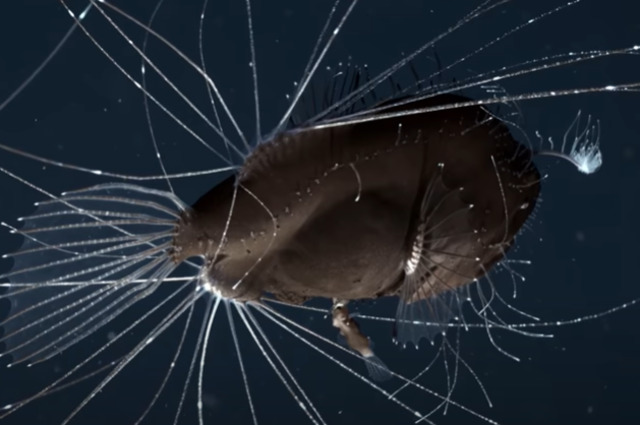 3 Hewan dengan Durasi Kawin Paling Lama, Ada Yang Berlangsung Seumur Hidup